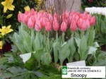 [snoopy 02041.JPG]